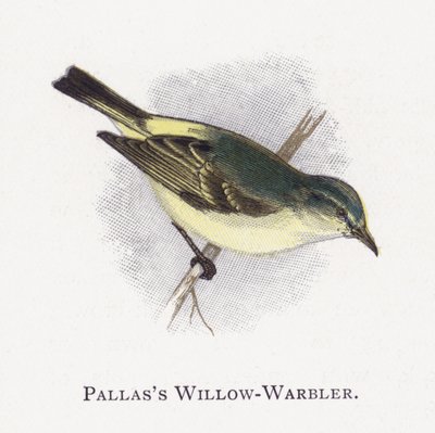 Pallass Willow-Warbler 作者 亚历山大·弗朗西斯·莱登